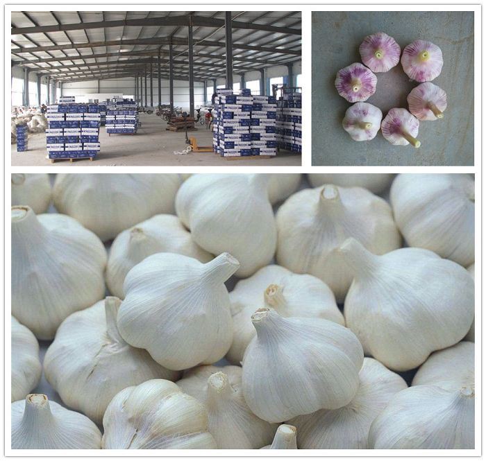 9 frozen garlic direct sale (001)